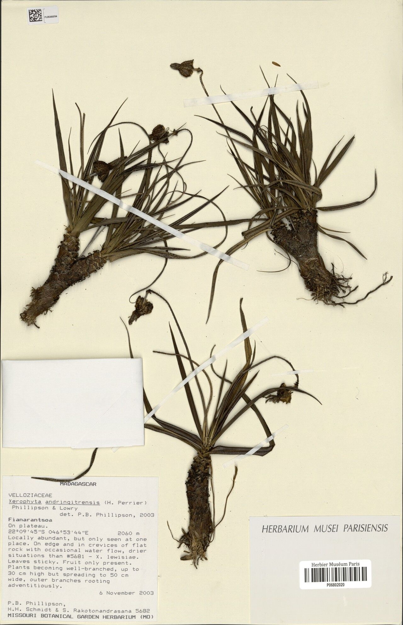 Xerophyta andringitrensis — related species from the same genus