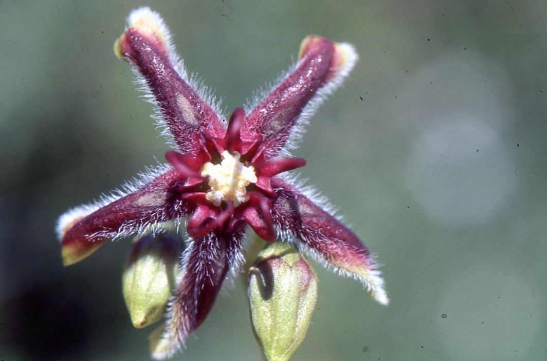 Periploca graeca flower