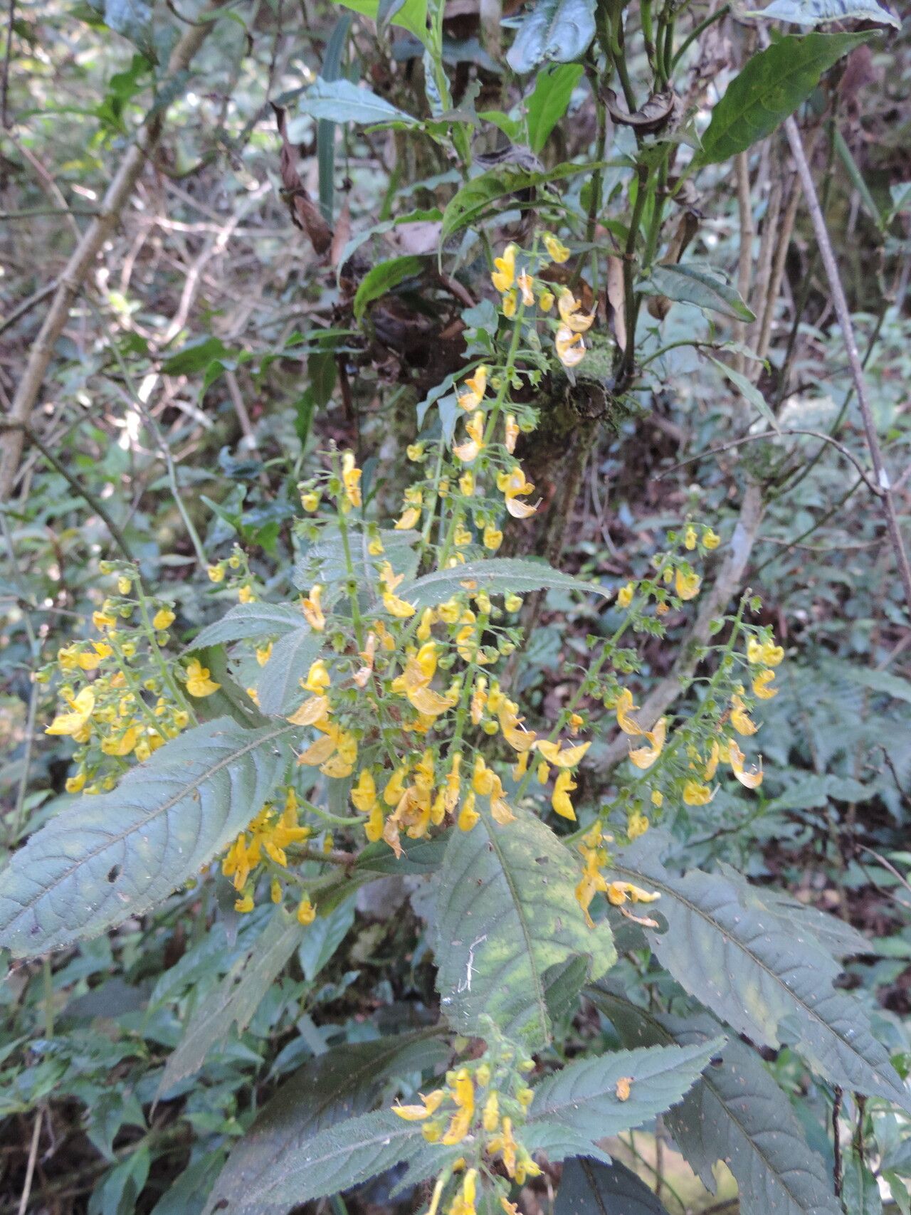 Coleus melleri — houseplant care guide