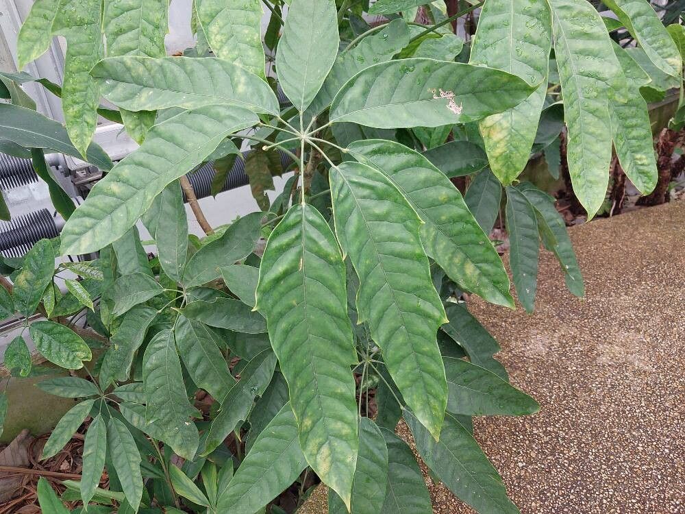 Schefflera schizophylla — search result for 'Schefflera'