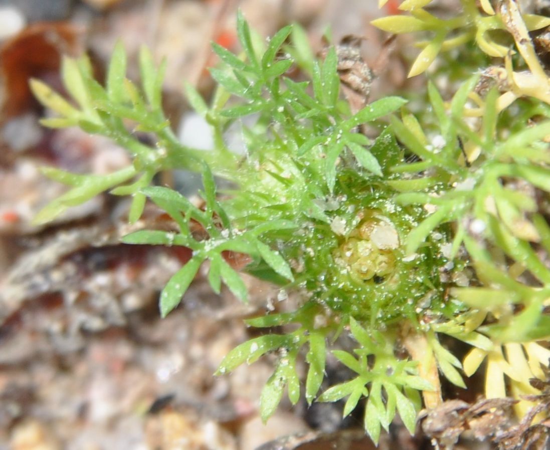 Soliva sessilis flower