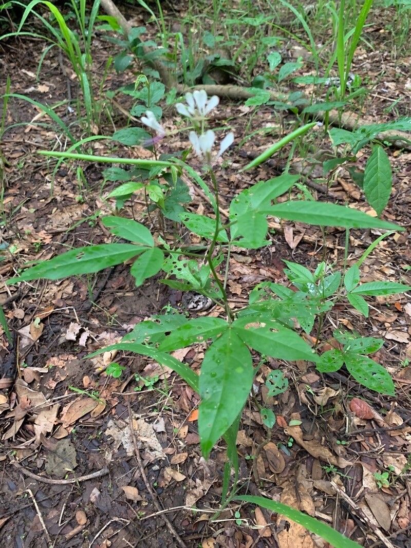 Cleoserrata serrata leaf