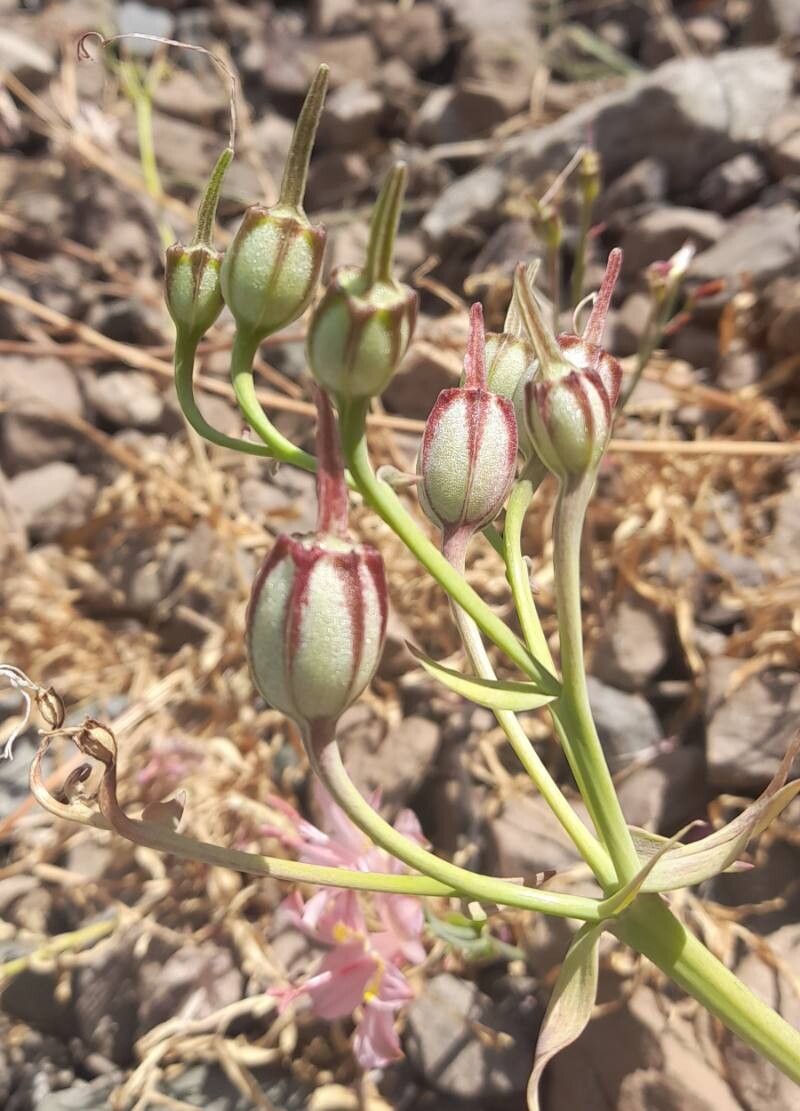 Alstroemeria pallida fruit
