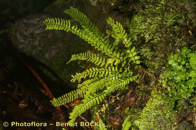 Asplenium monanthes other
