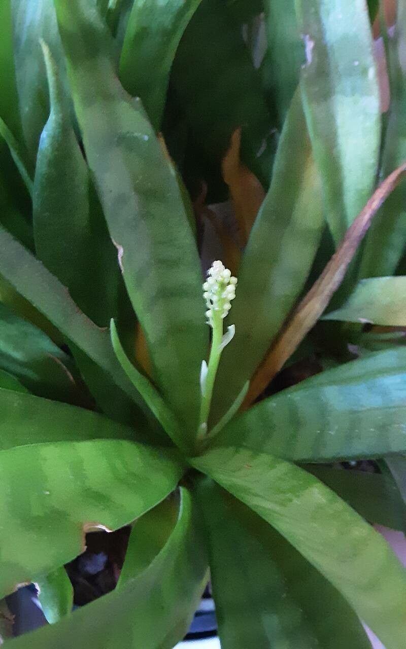 Dracaena parva flower