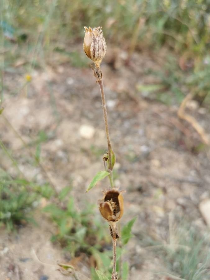Silene nocturna fruit