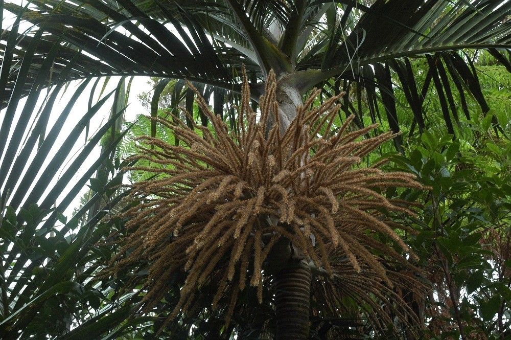 Basselinia sordida fruit