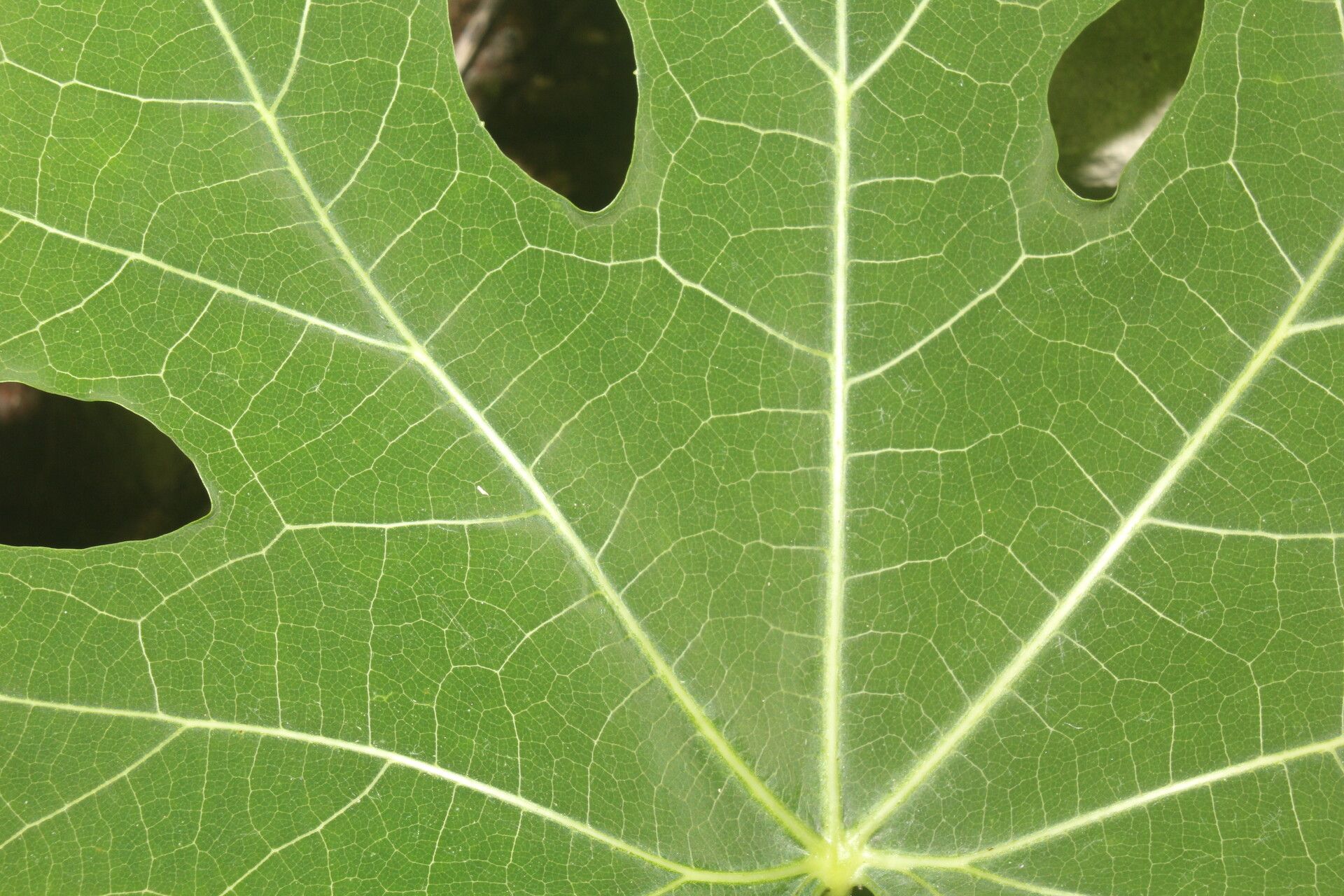 Cnidoscolus megacanthus leaf