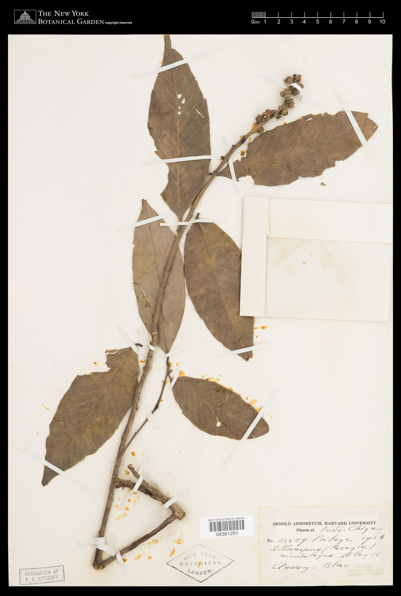 Lithocarpus microbalanus — search result for 'Lithocarpus'