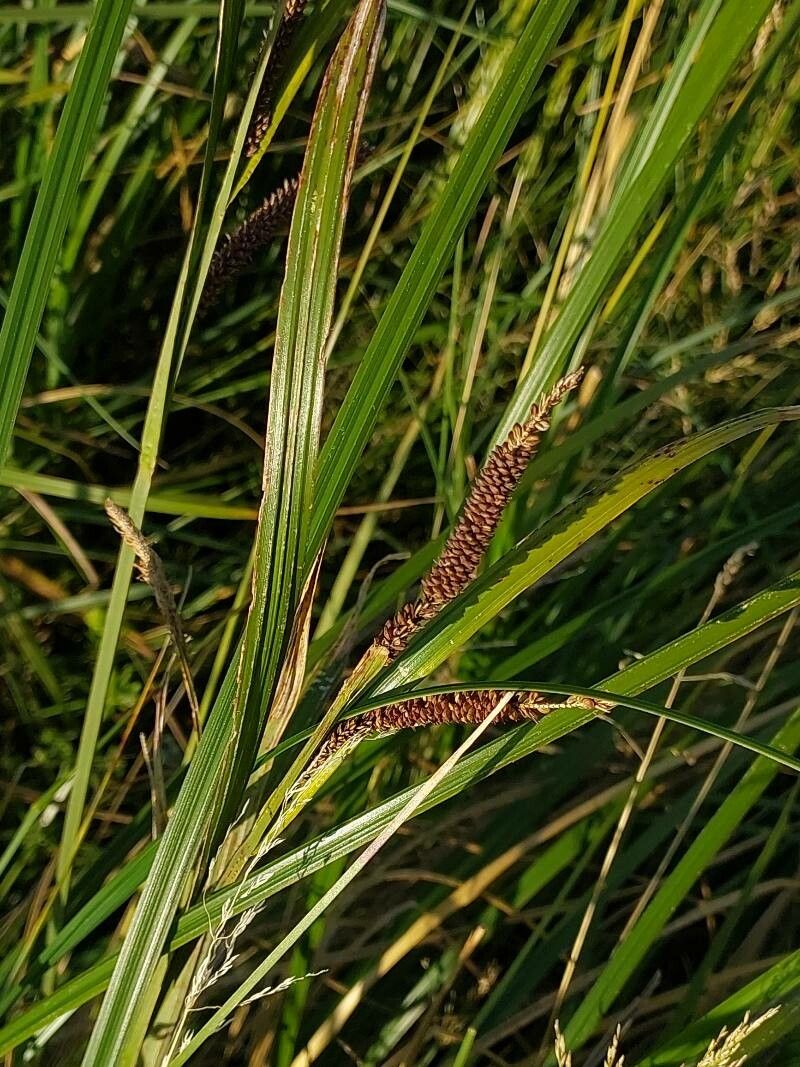 Carex acuta leaf