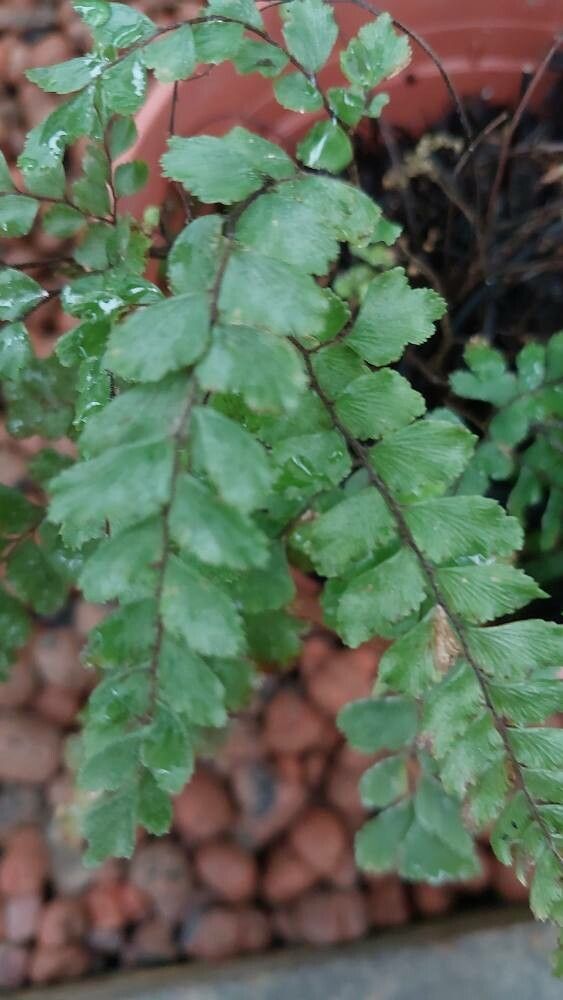 Adiantum fulvum — search result for 'Adiantum'