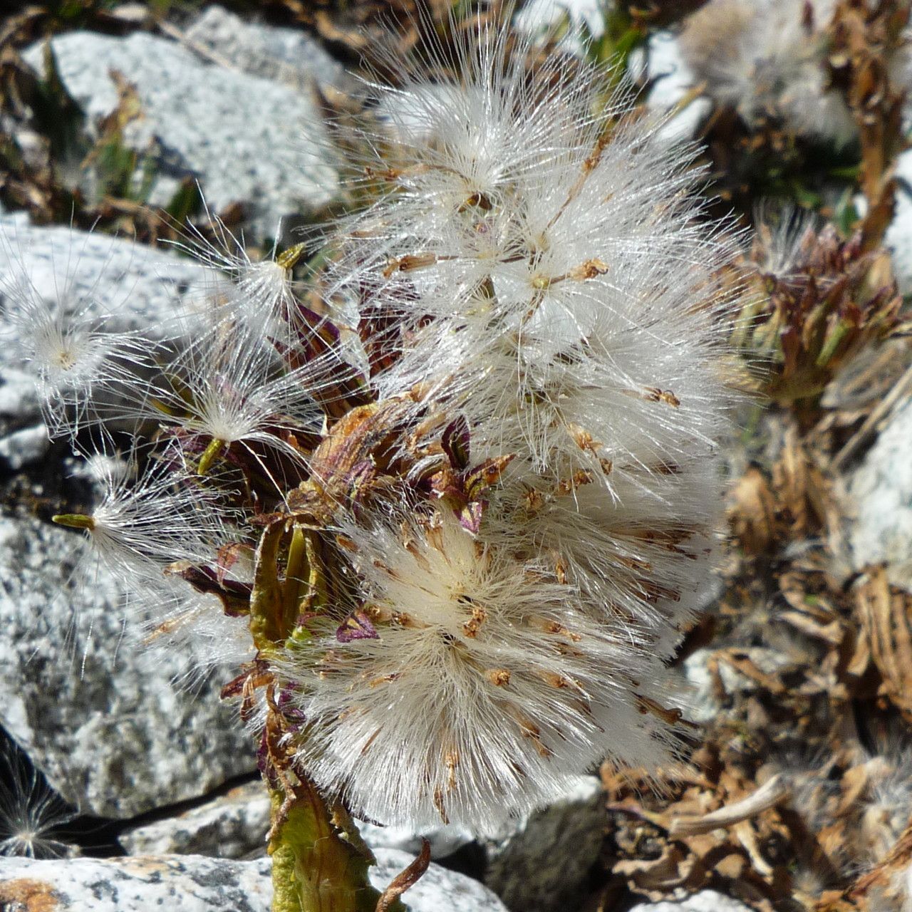 Senecio serratifolius fruit