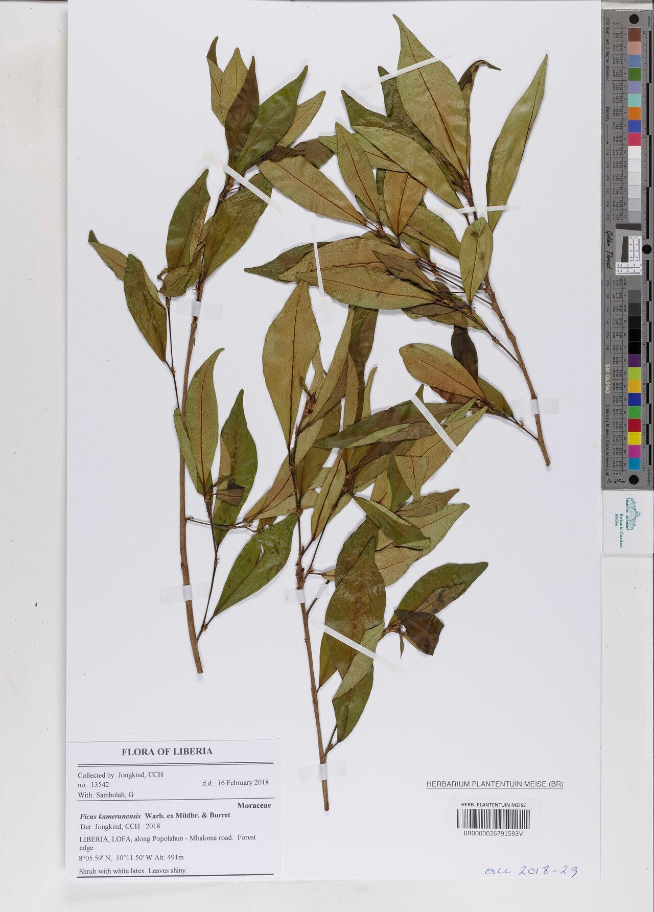 Ficus kamerunensis — houseplant care guide