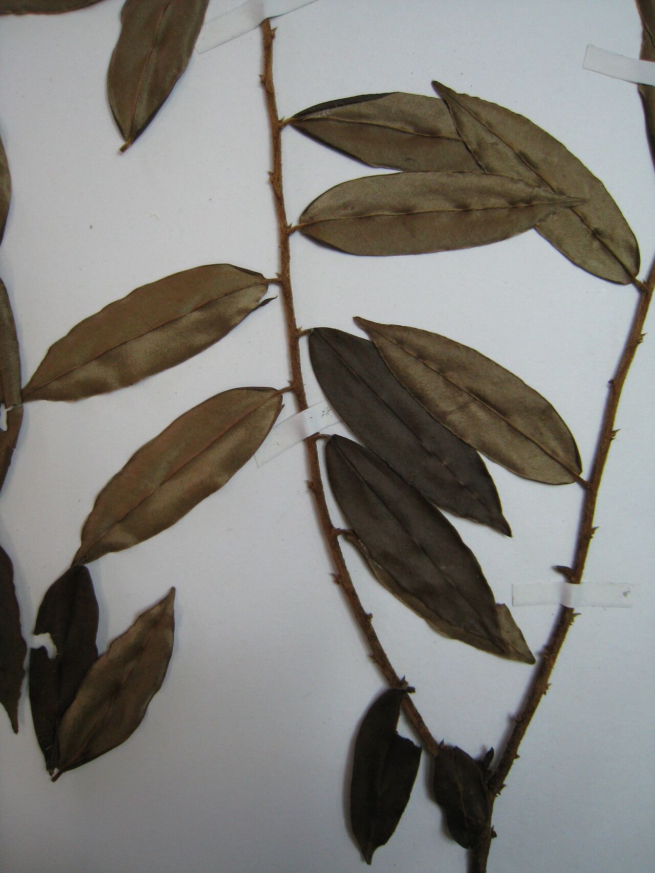 Xylopia pulcherrima other