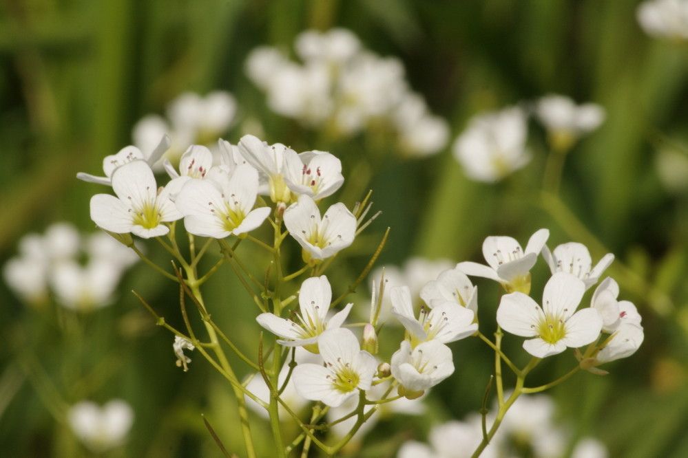 Cardamine amara flower