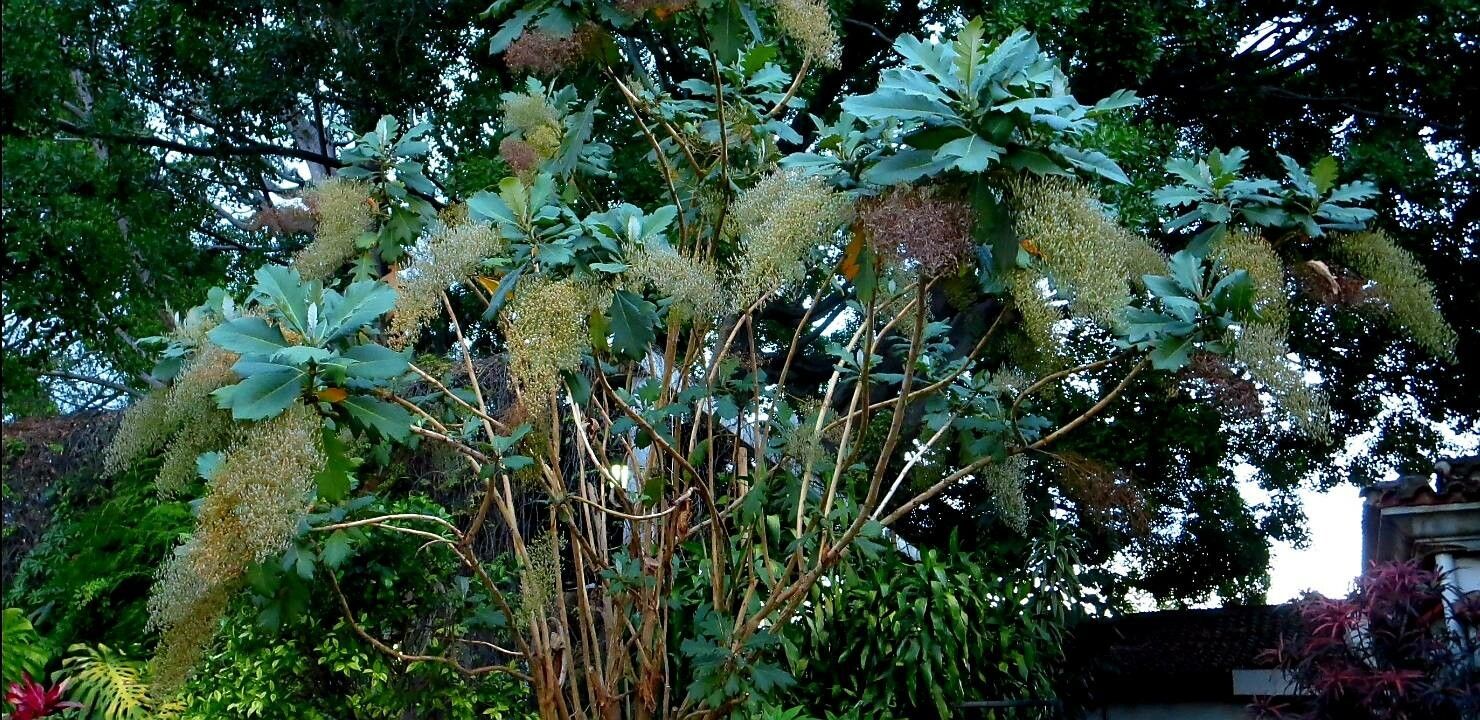 Bocconia frutescens flower