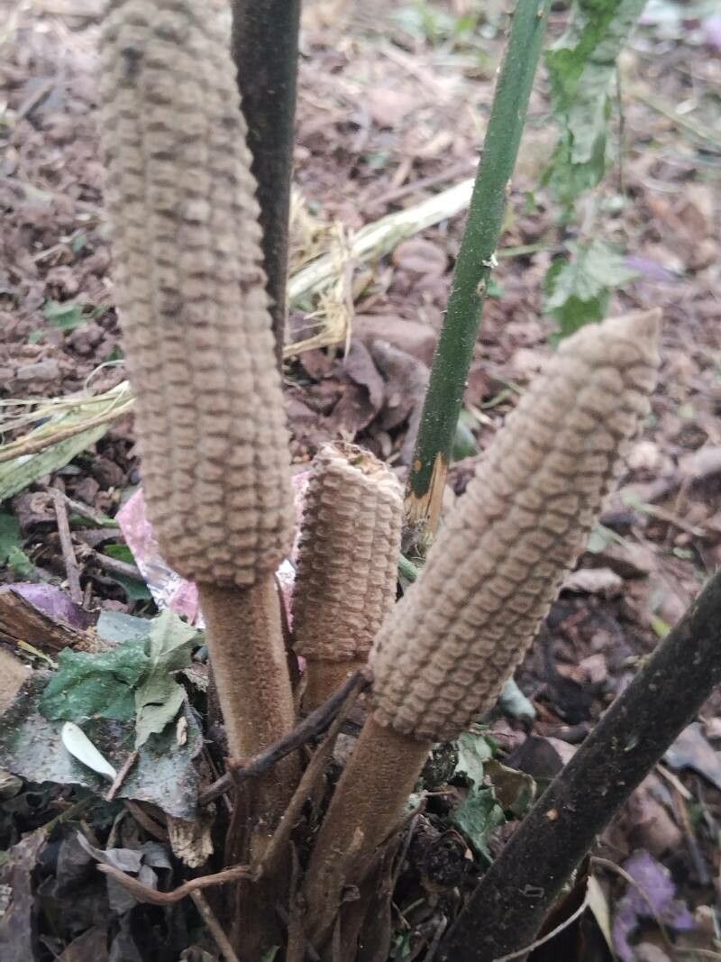 Zamia oreillyi fruit