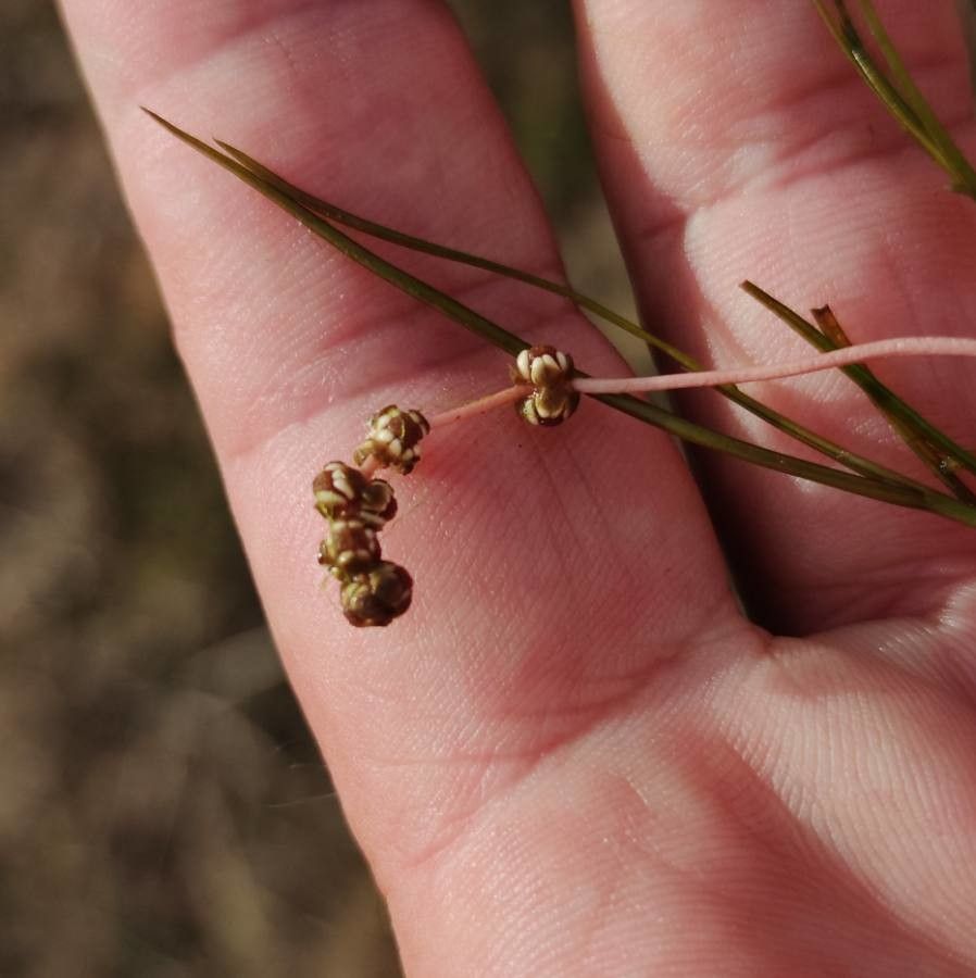 Stuckenia pectinata flower
