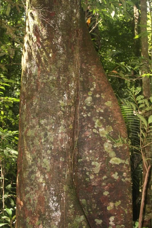 Micropholis obscura — houseplant care guide