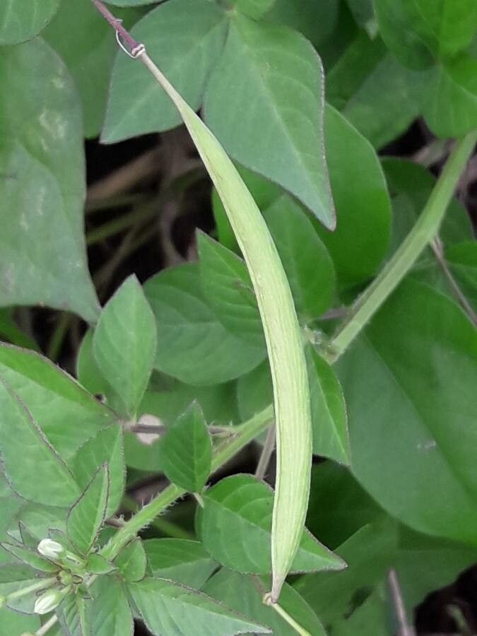 Cleome rutidosperma fruit