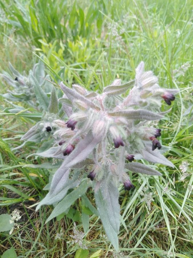 Nonea echioides flower