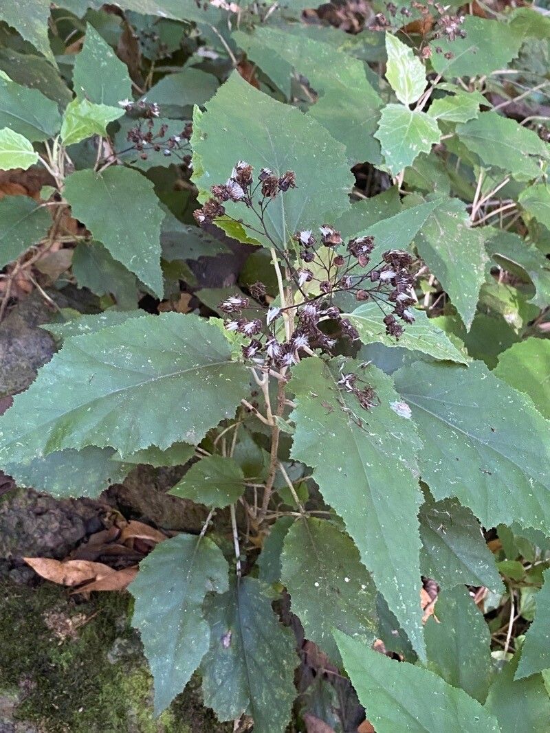 Pericallis appendiculata habit
