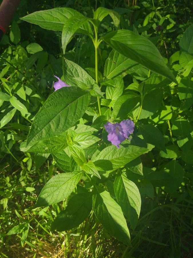 Ruellia geminiflora habit