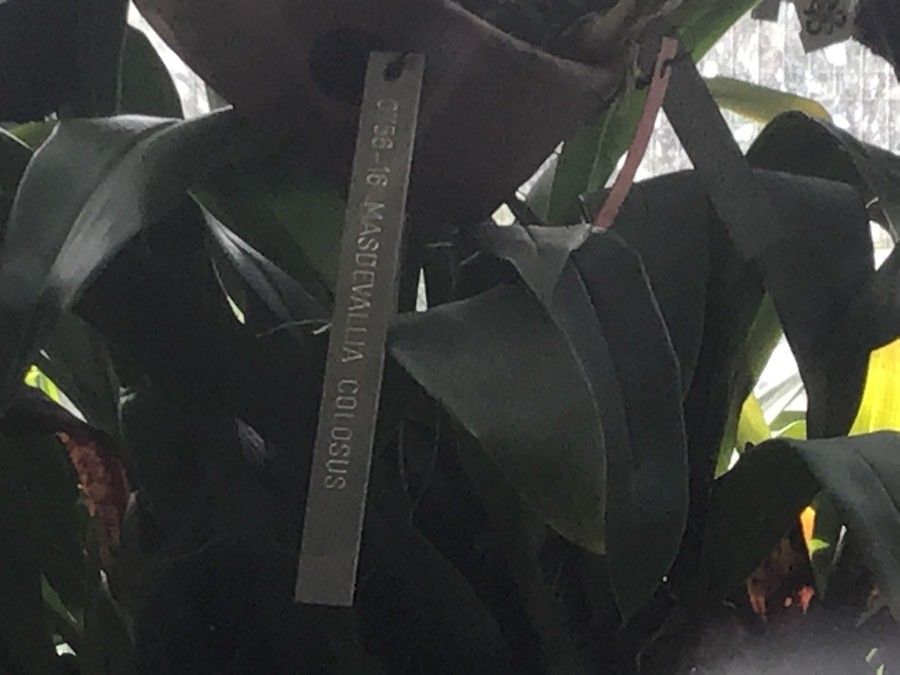 Masdevallia colossus leaf