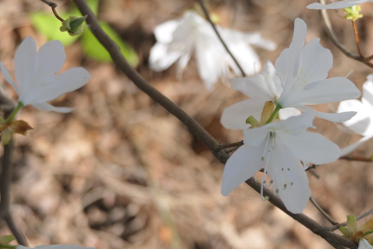 Rhododendron wadanum bark