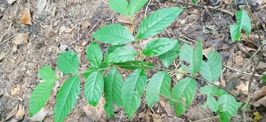 Holarrhena floribunda leaf