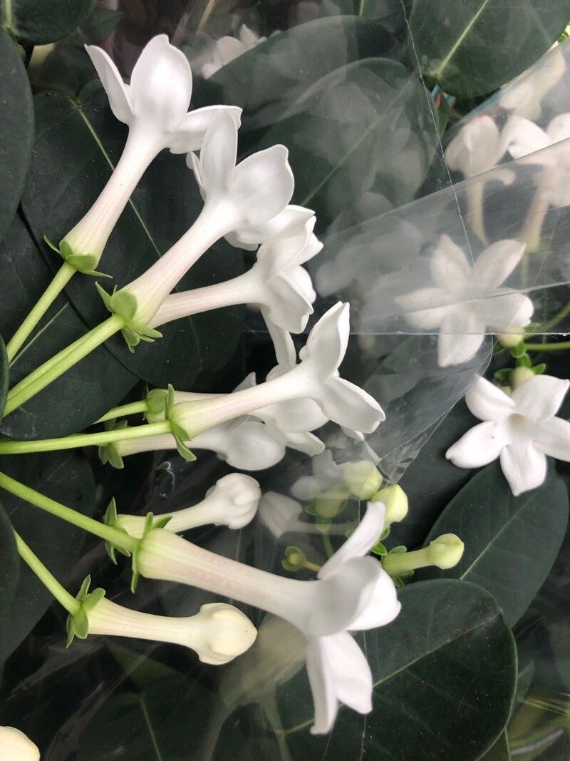 Stephanotis floribunda flower