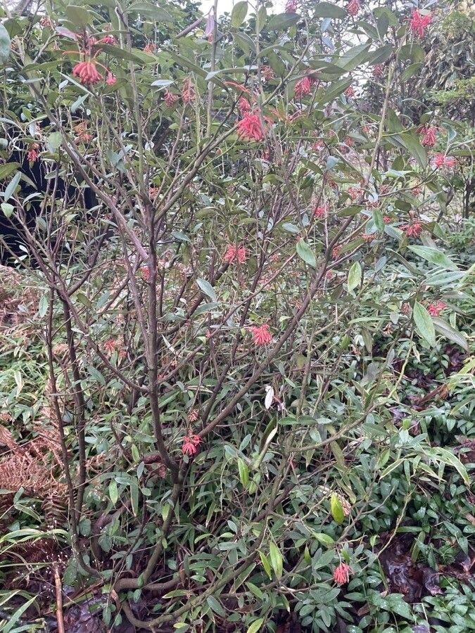 Grevillea victoriae habit