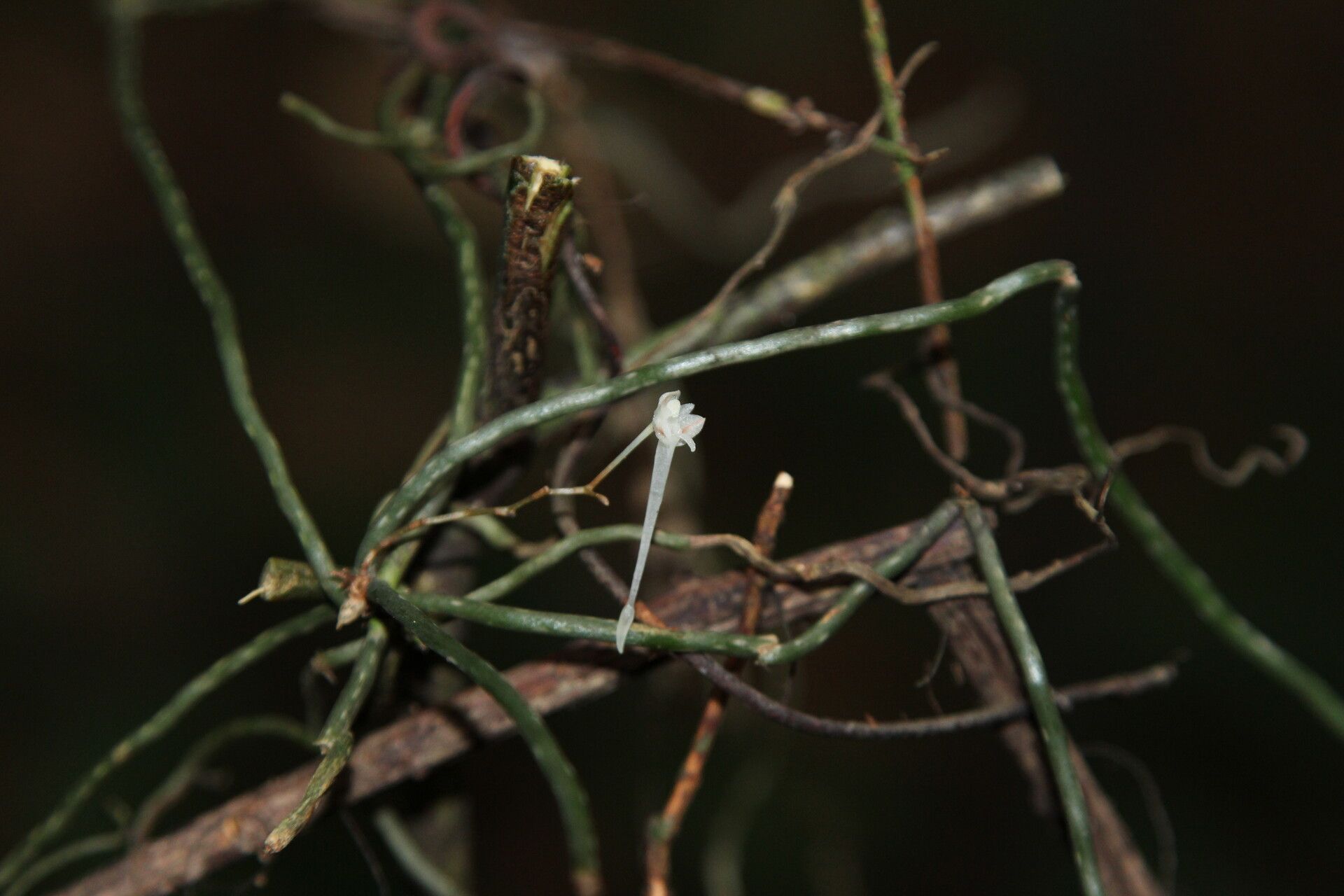 Microcoelia microglossa habit
