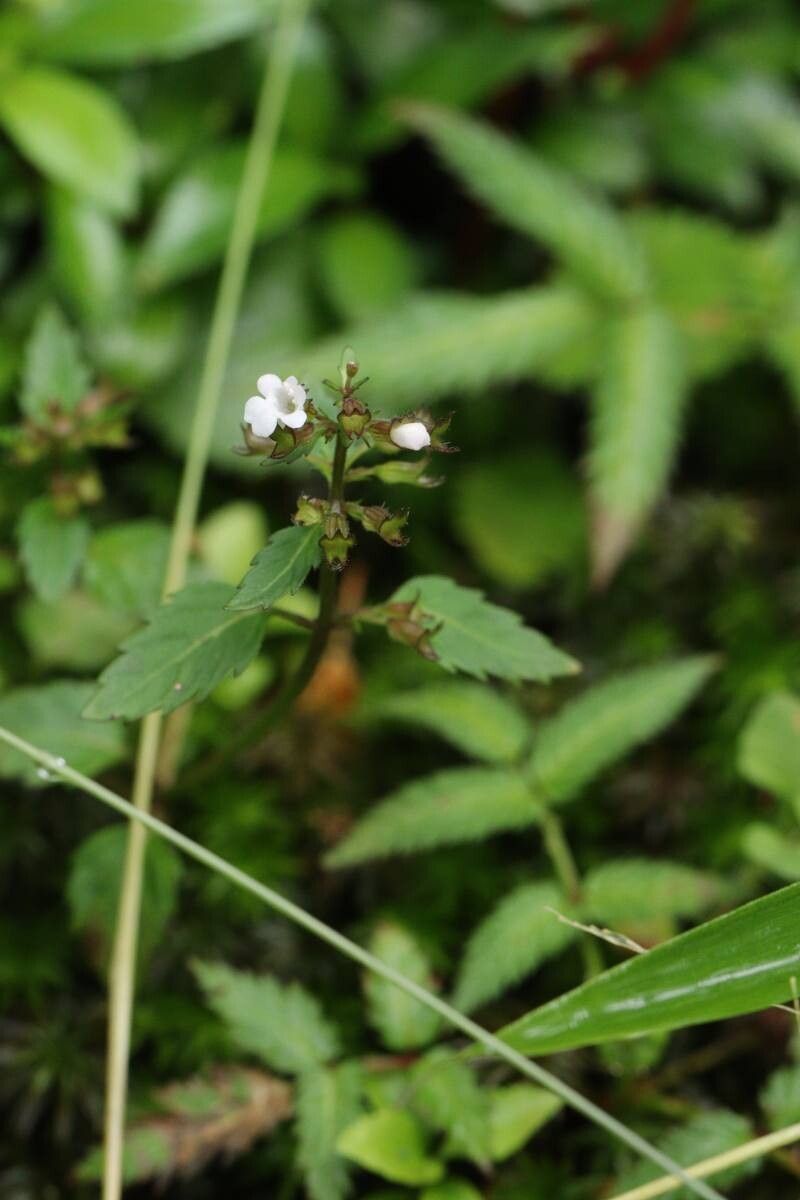 Clinopodium multicaule flower