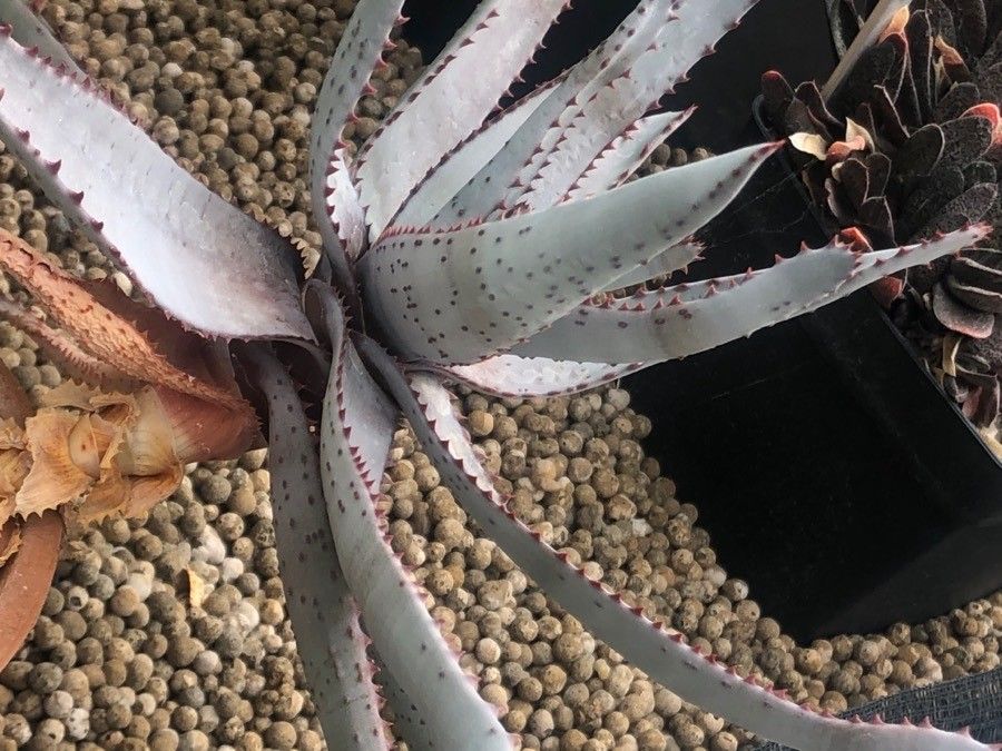 Aloe capitata — houseplant care guide