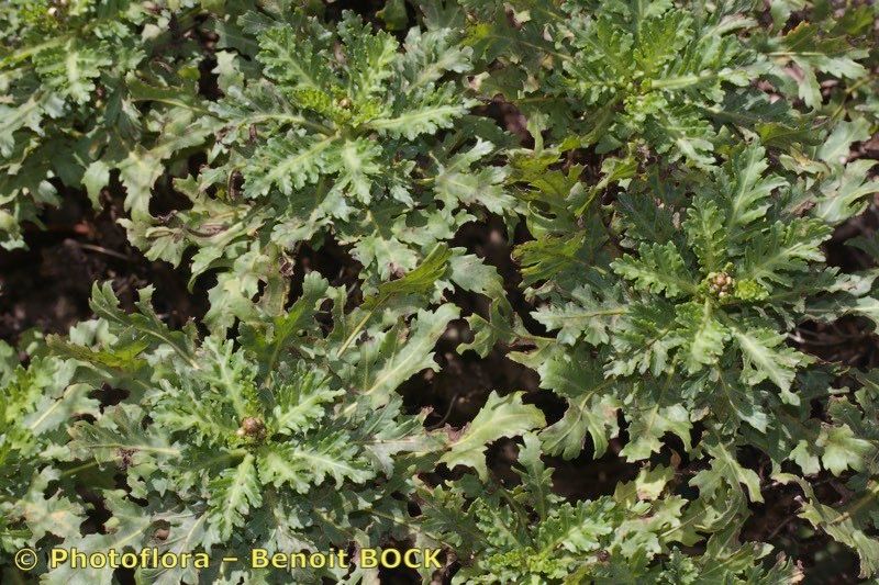 Argyranthemum winteri — search result for 'Argyranthemum'