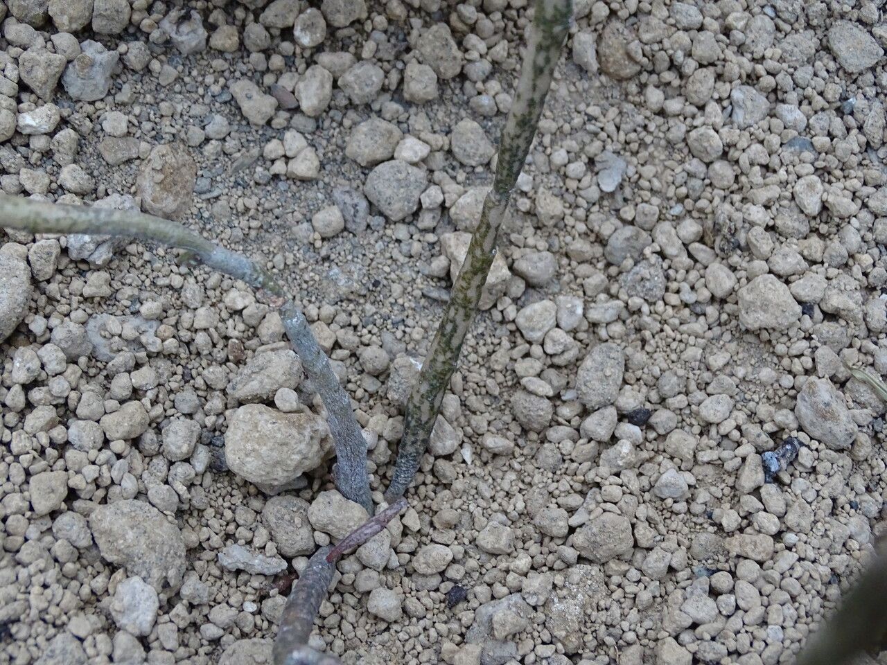 Euphorbia platyclada bark