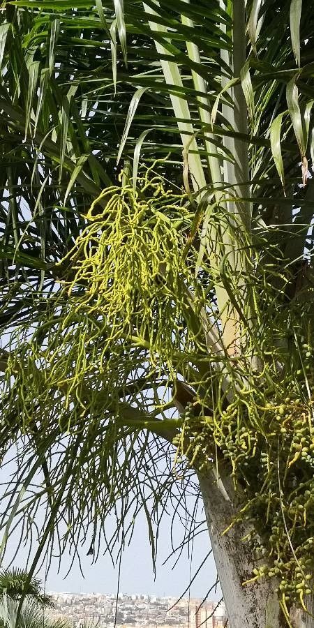 Dypsis pembana flower