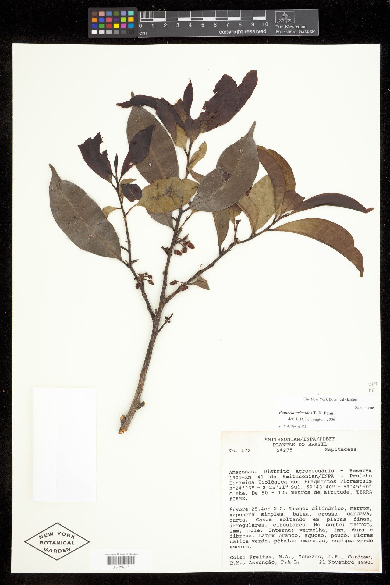 Pouteria ericoides — houseplant care guide