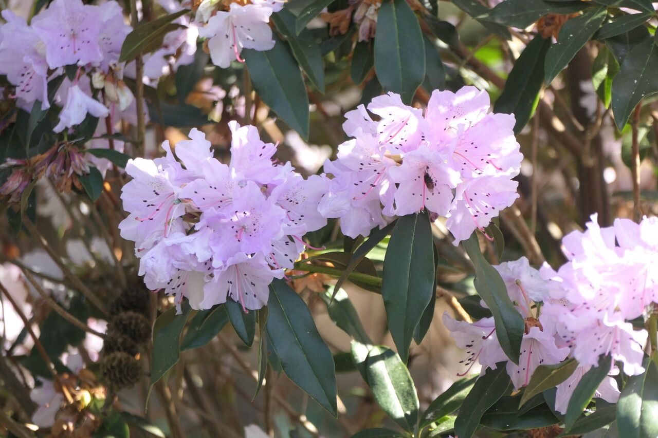 Rhododendron searsiae flower