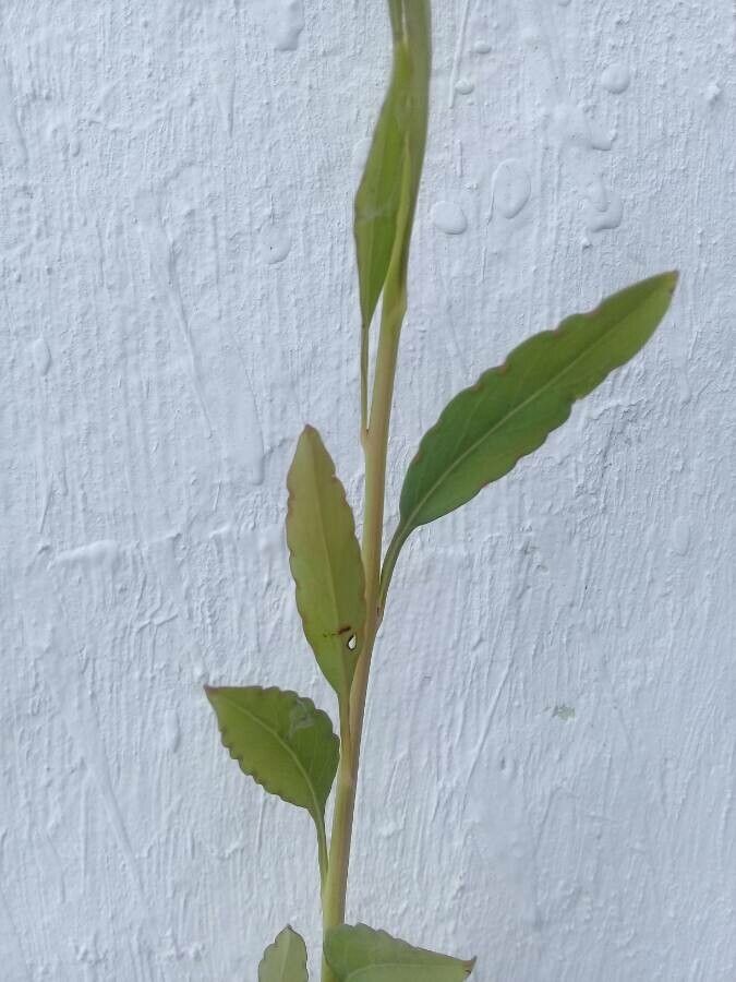 Porophyllum ruderale