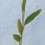 Porophyllum ruderale