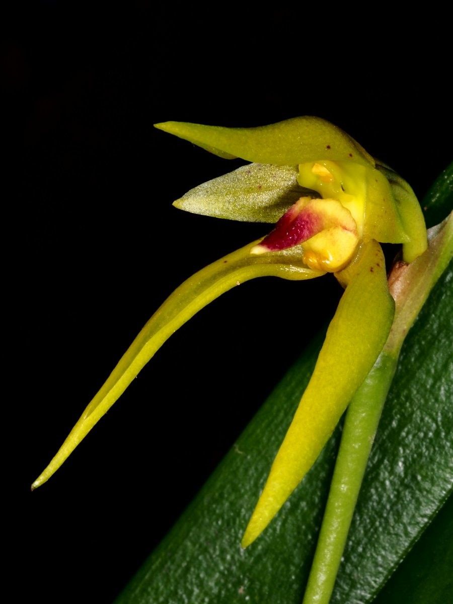 Bulbophyllum pachyanthum — search result for 'Bulbophyllum'