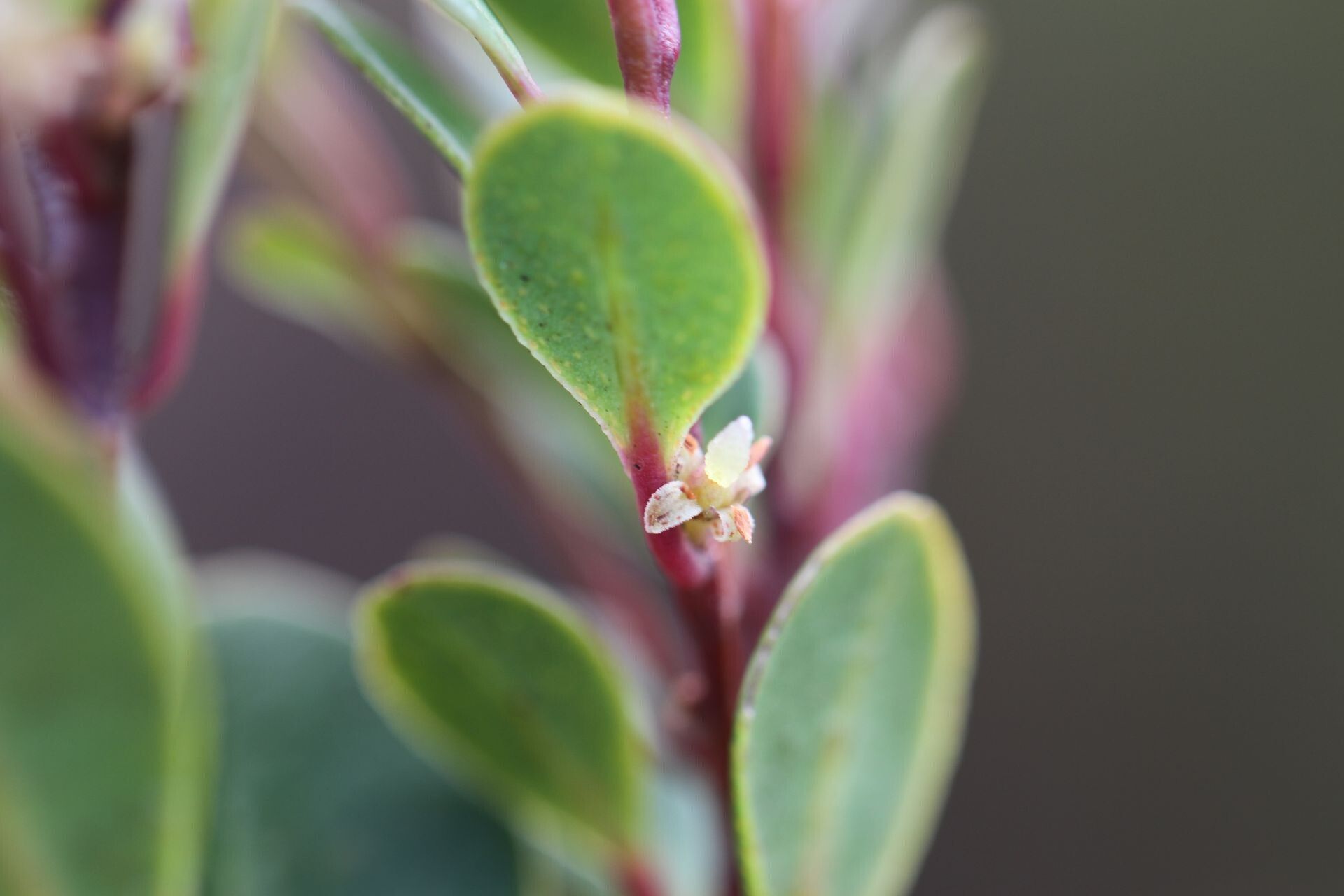 Myrsine diminuta leaf