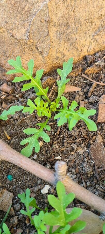 Phacelia purshii habit