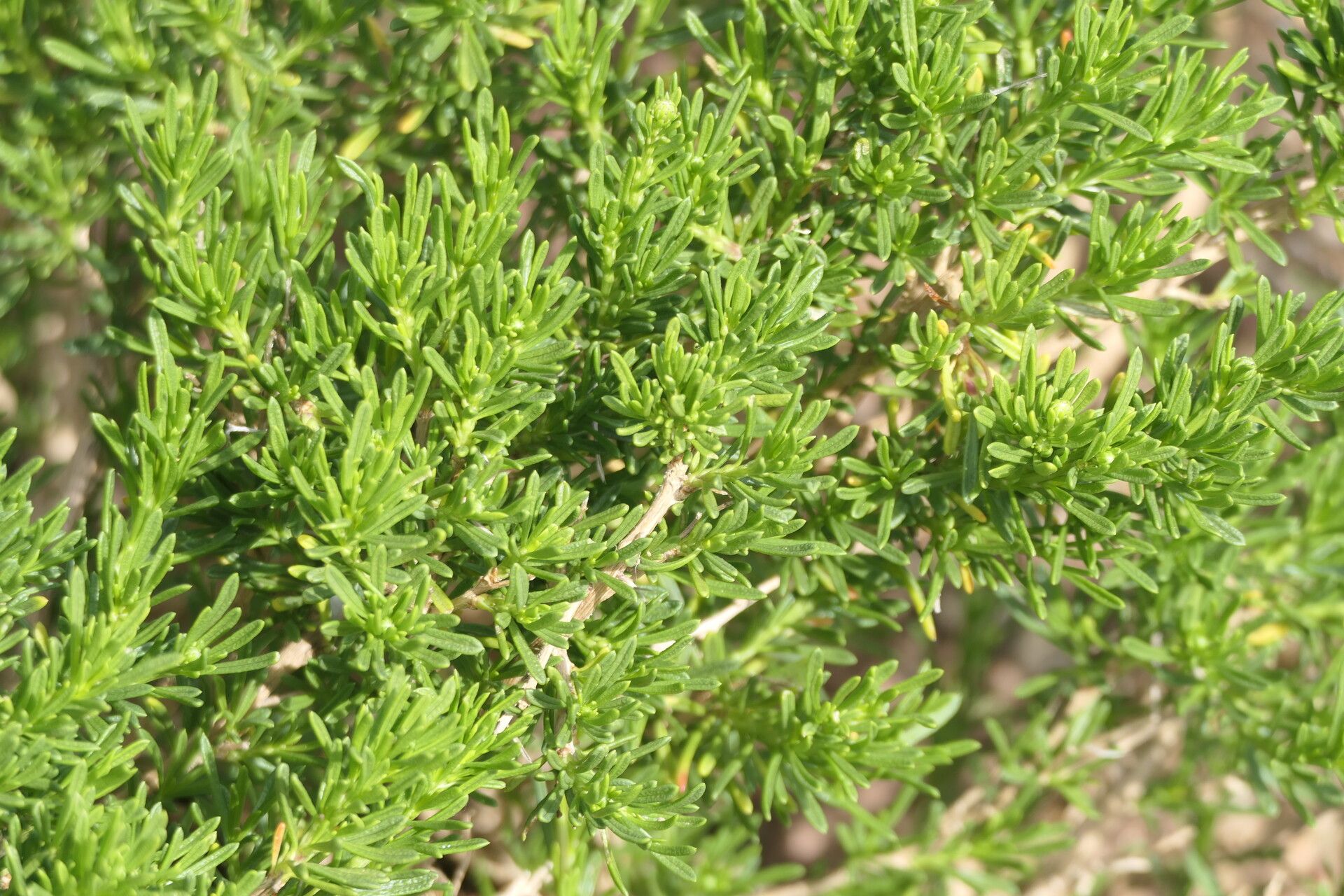 Felicia fruticosa bark