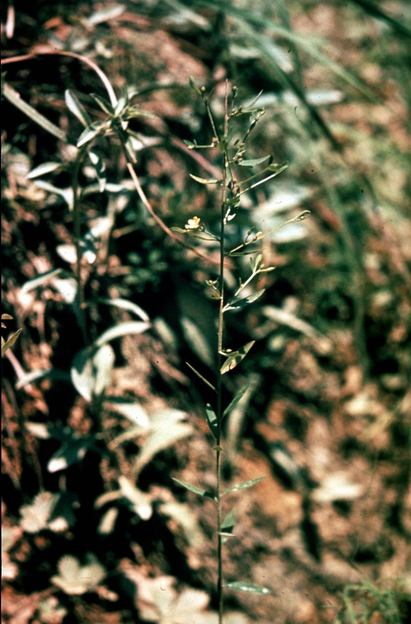 Linum virginianum — search result for 'Linum'
