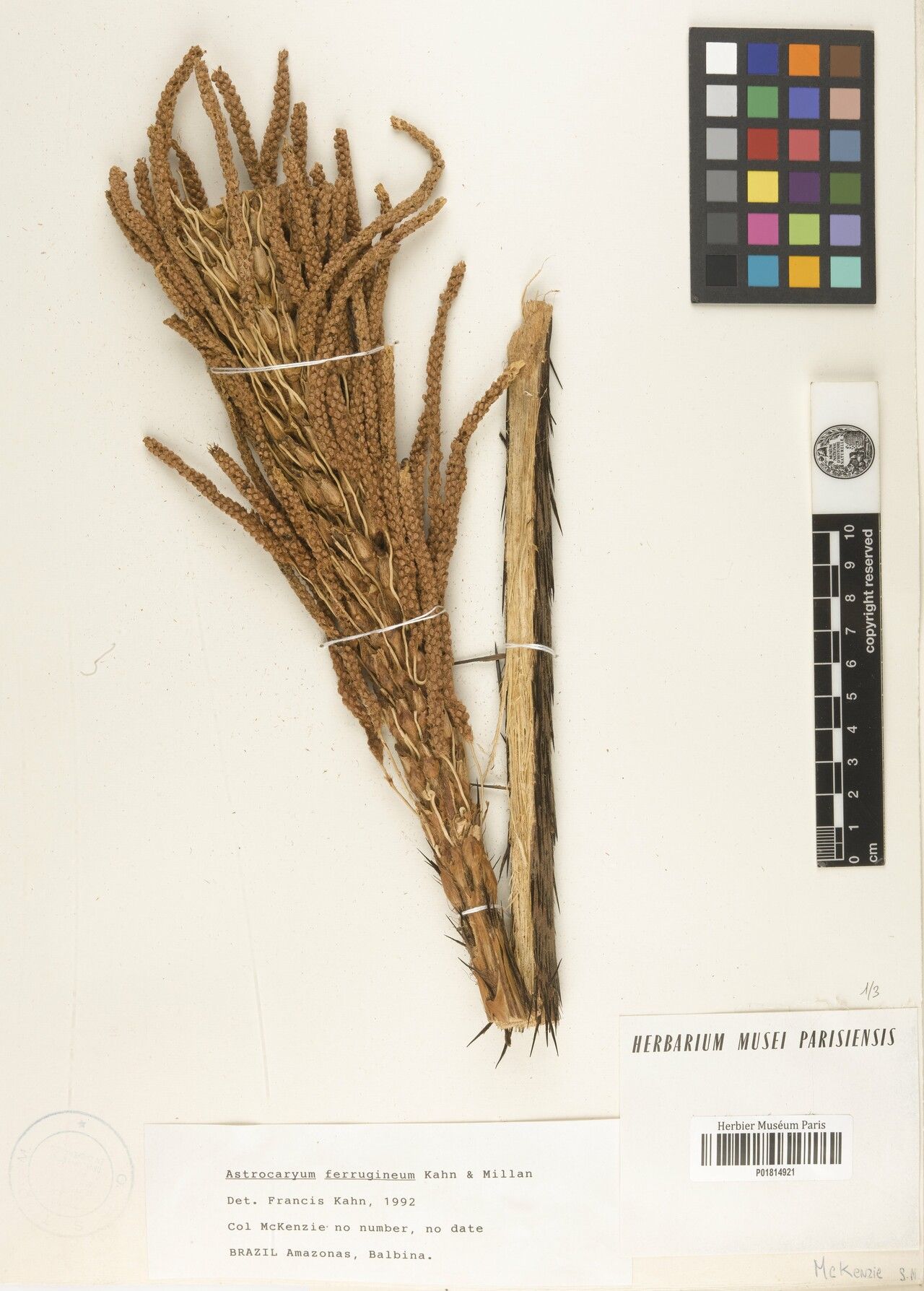 Astrocaryum ferrugineum fruit