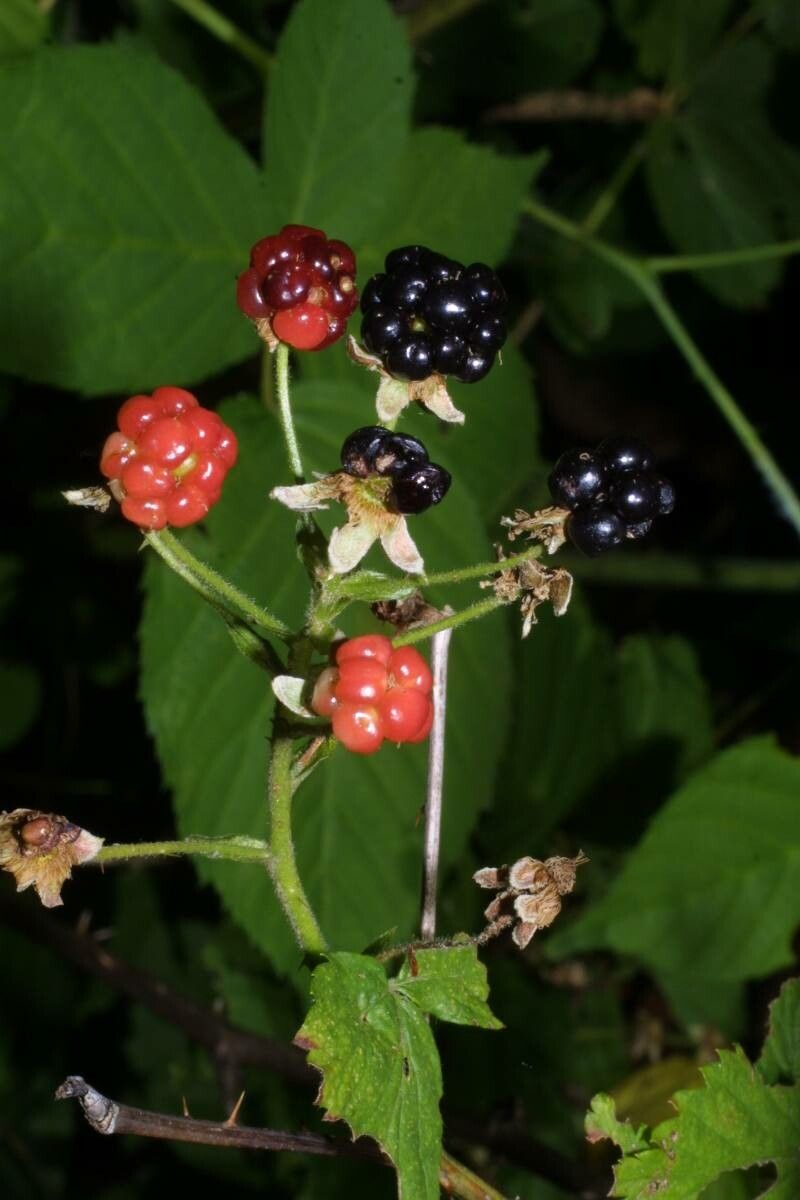 Rubus allegheniensis fruit