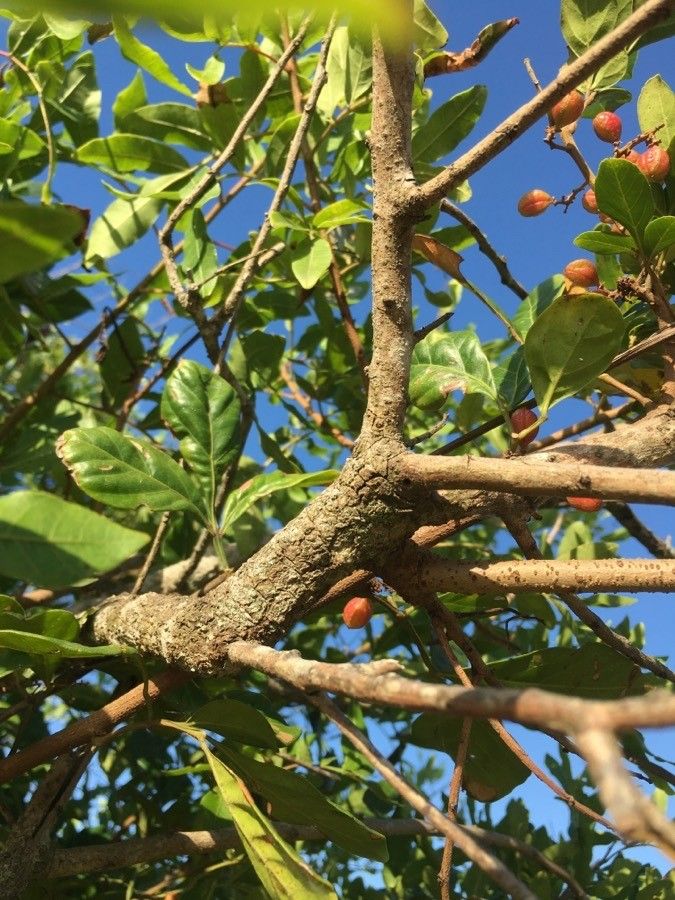 Paullinia trigonia bark